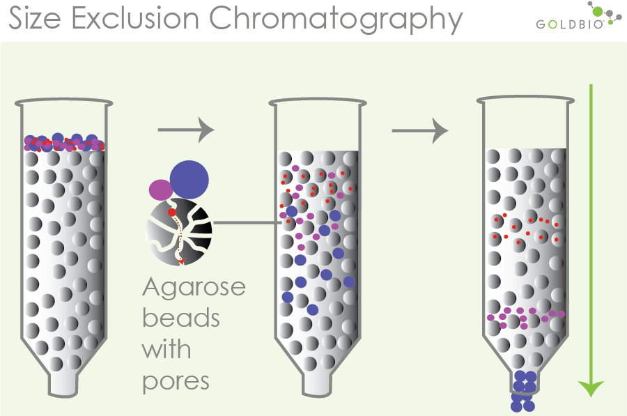 How Column Chromatography Works to Separate Proteins GoldBio